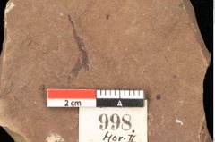 Foto (Detailsansicht) von Planera ungeri Ettingshausen (NHMW-GEO-2024-0188-0998)